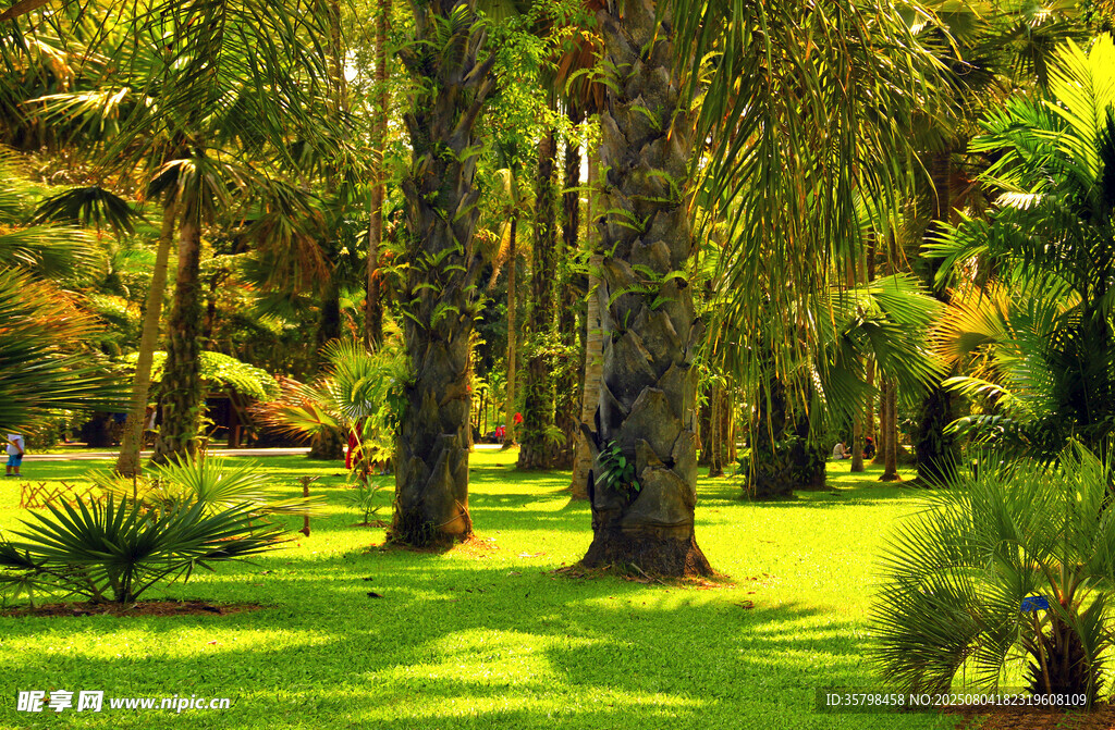 阳光照耀下的葱郁树林