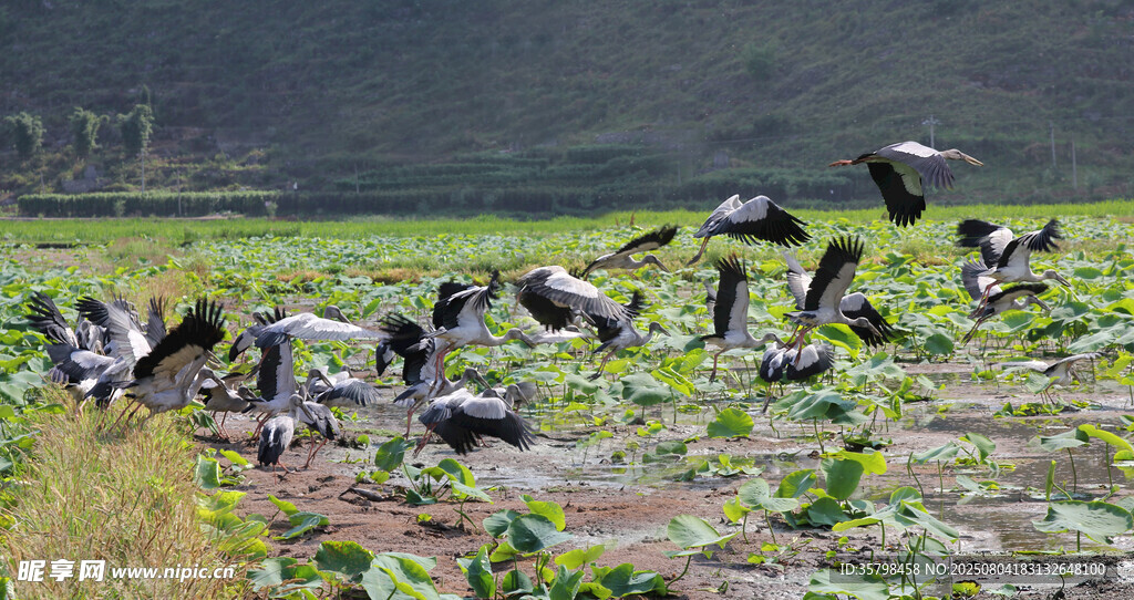 湿地群鸟栖息场景