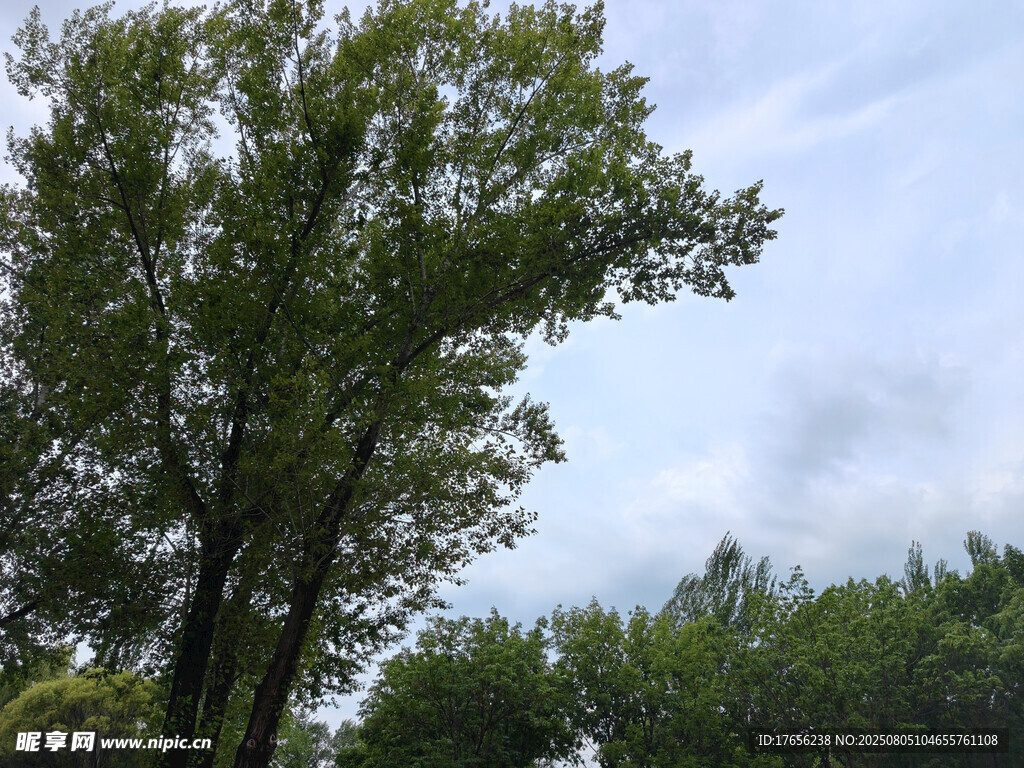 夏日葱郁树木景观