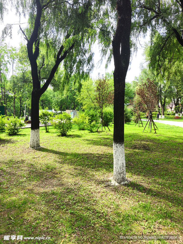 夏日绿荫公园景致