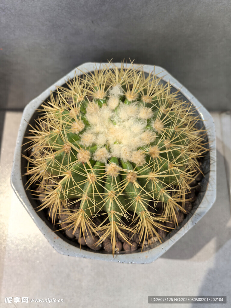 俯拍仙人球盆栽特写