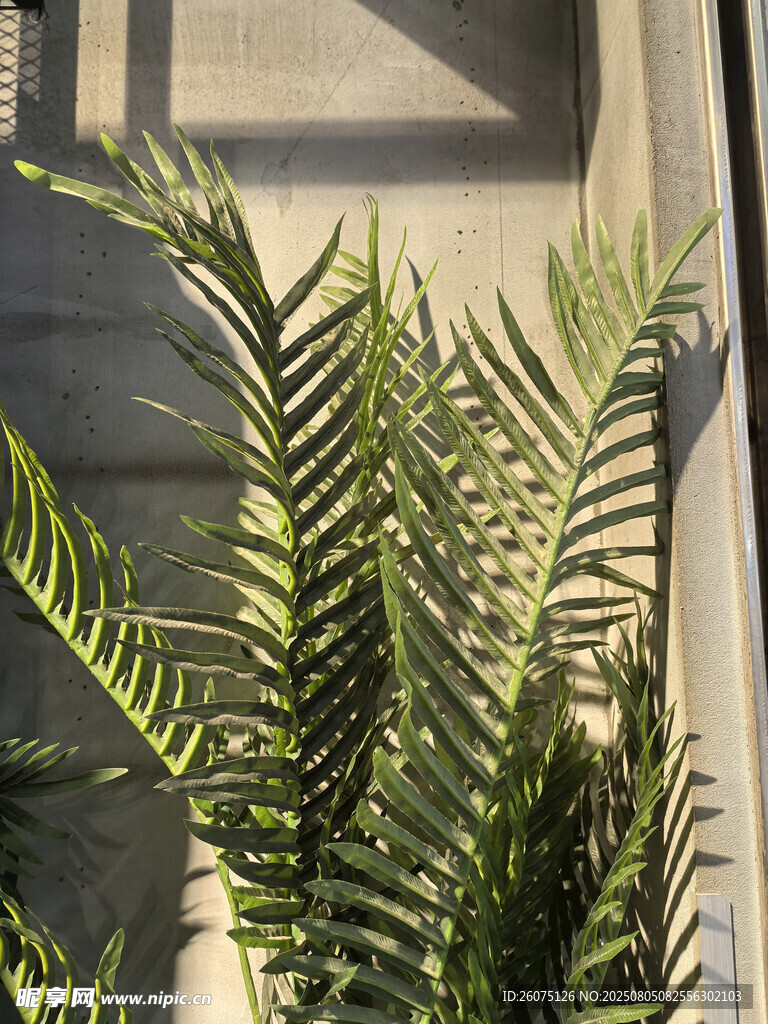 窗边翠绿蕨类植物