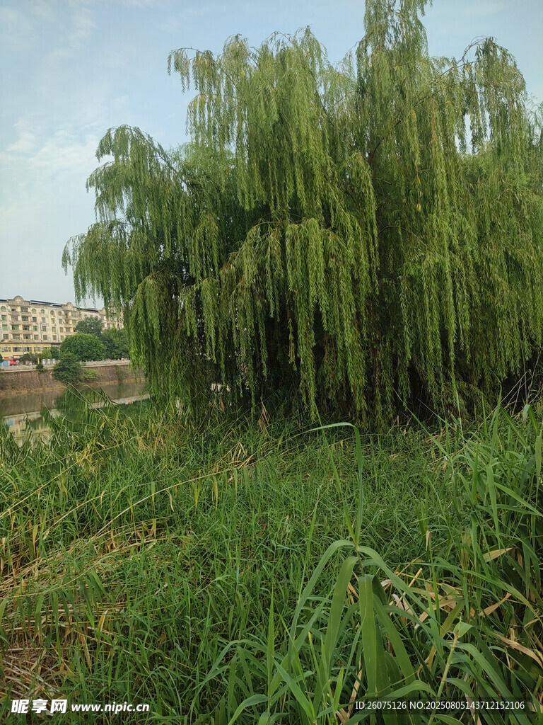 垂柳摇曳于葱郁草地间