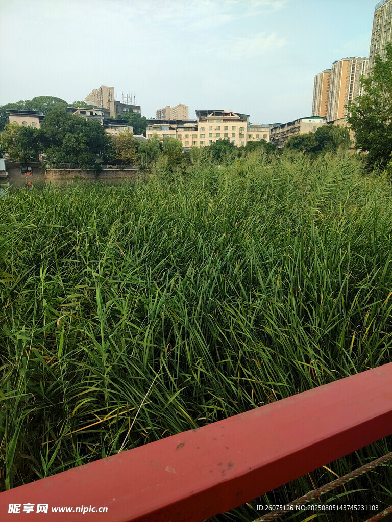 城市中葱郁的绿地景观