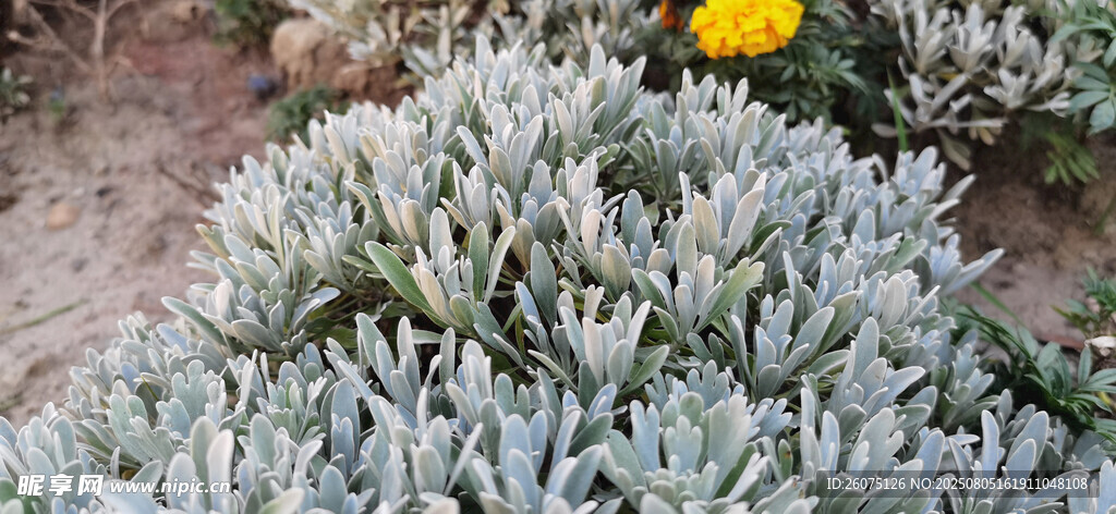 银叶植物与远处黄色小花