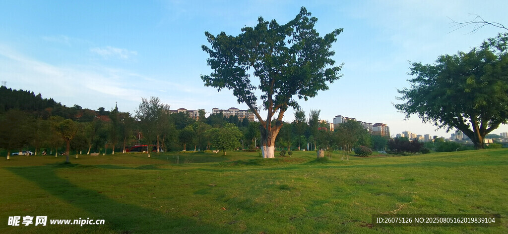 绿意盎然的户外风景