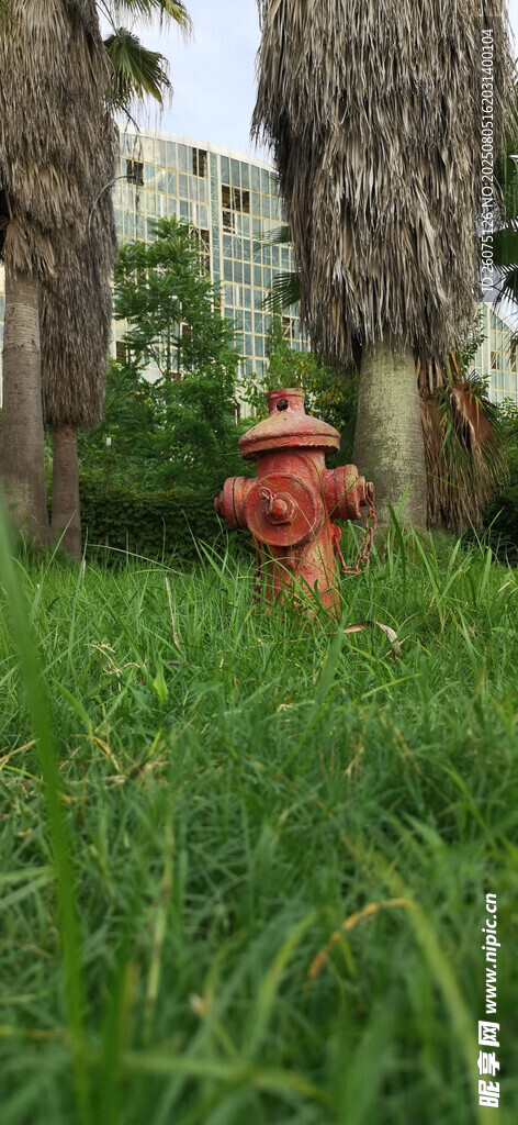 草地与草地里的红色消防栓