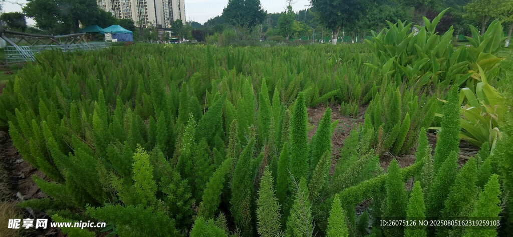 绿意盎然的植物田