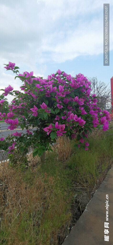 路边绽放的艳丽紫花
