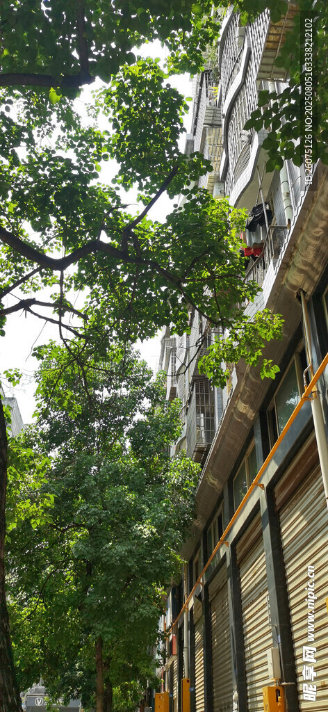 绿树掩映下的房屋一角