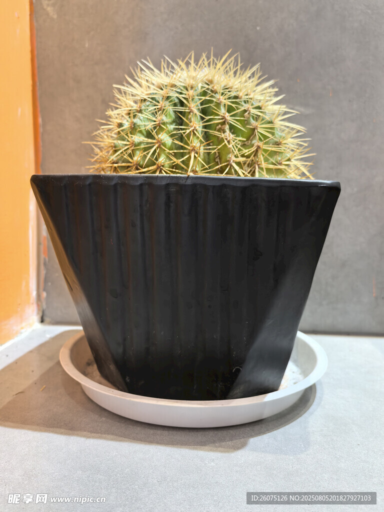 黑色花盆中的翠绿仙人球