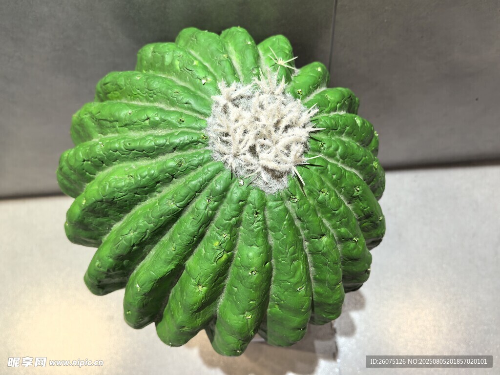 仿真绿色仙人掌特写