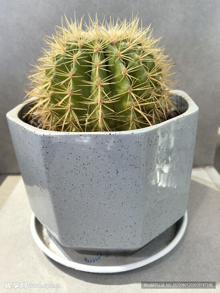 灰盆中的翠绿仙人球