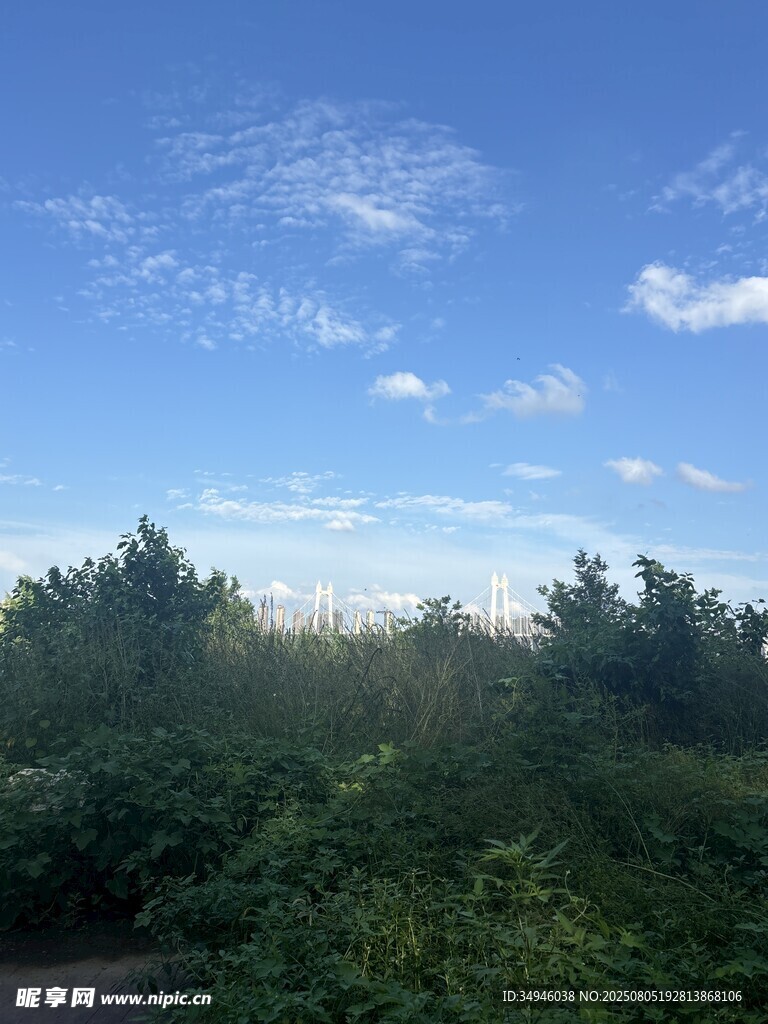 蓝天绿树间的清新景致