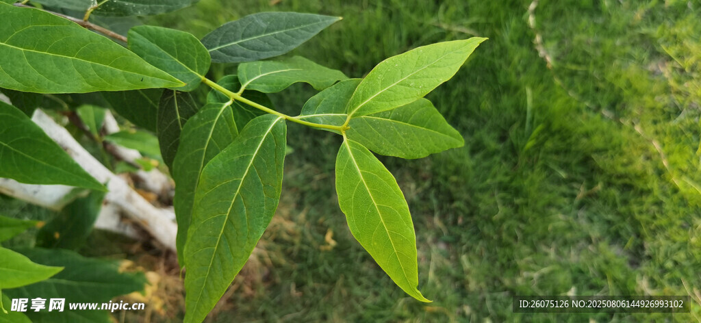 嫩绿叶片特写
