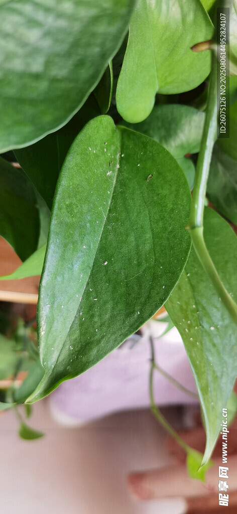 翠绿心形叶片的植物特写