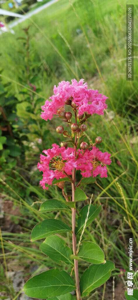野外绽放的艳丽粉色紫薇花