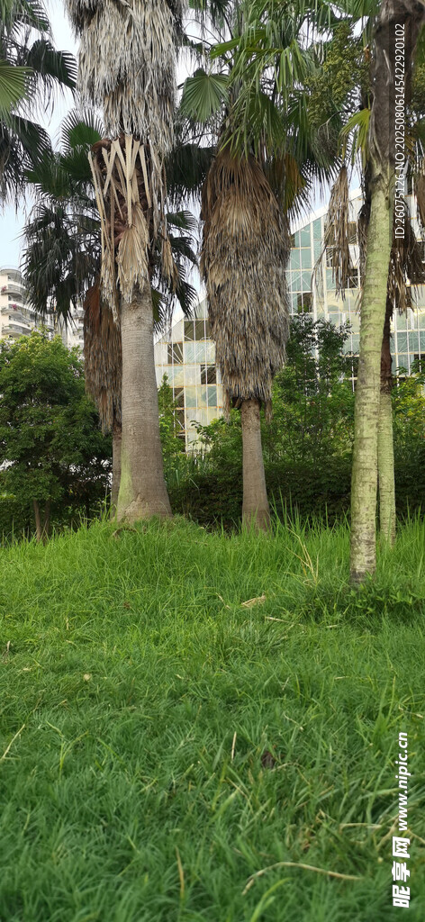 绿意盎然的草地与高大棕榈树木