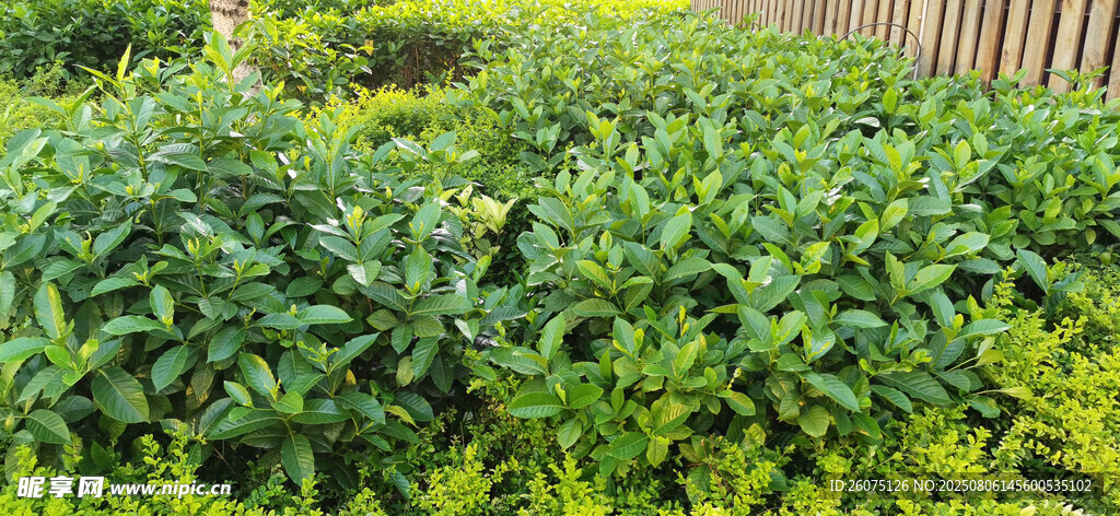 绿意盎然的植物景观