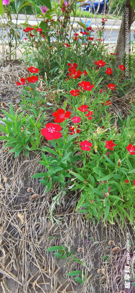 鲜艳红色石竹花绽放于绿植间