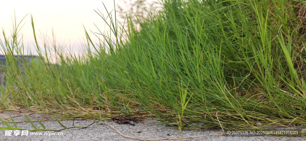 岸边绿草与水边景象