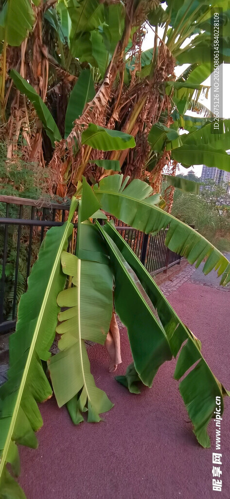 旅人蕉植株断枝特写
