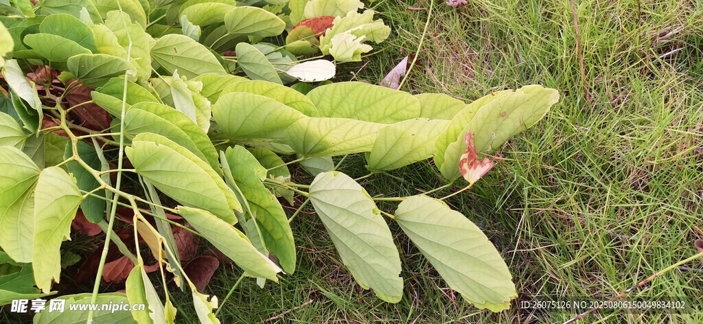 地上的嫩绿羊蹄甲叶片