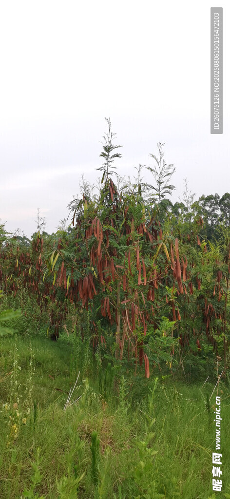 草地绿意盎然银合欢树木繁茂生长