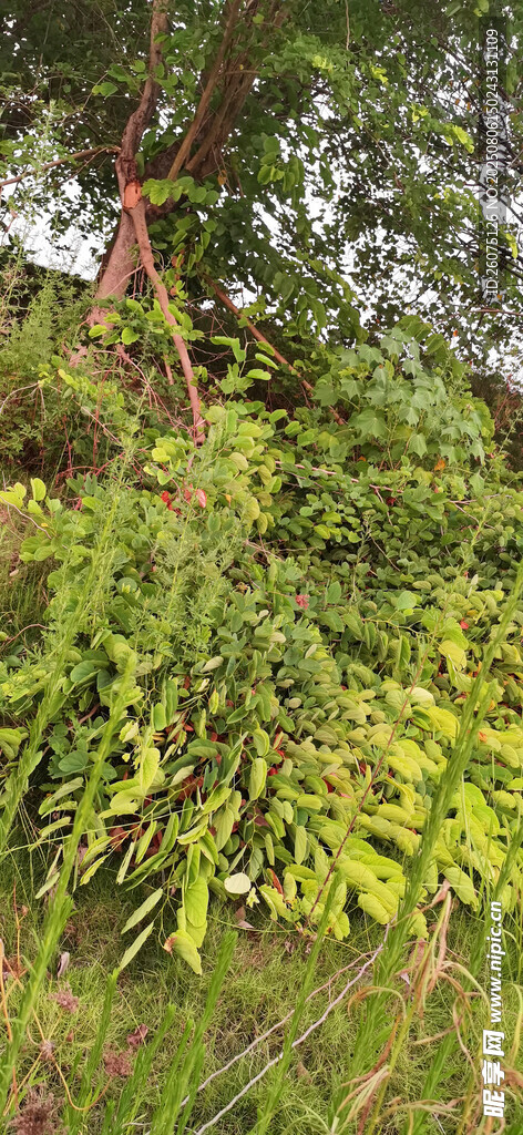 繁茂绿植断树枝掉落景观