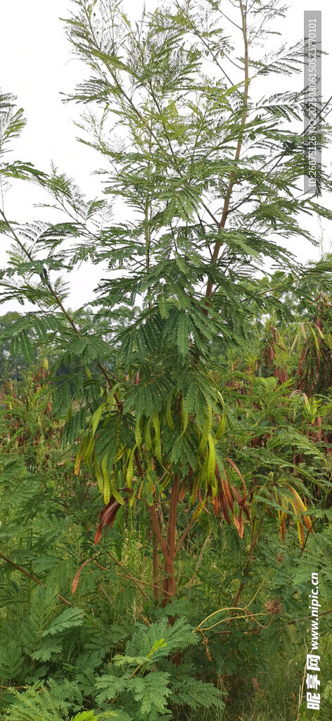 城郊银合欢绿植景观