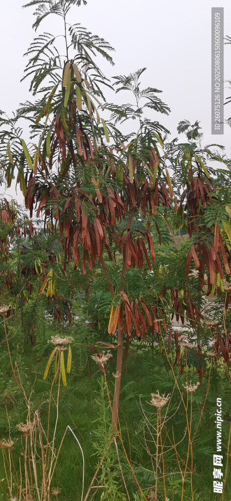 枝头垂挂的豆荚的银合欢植物