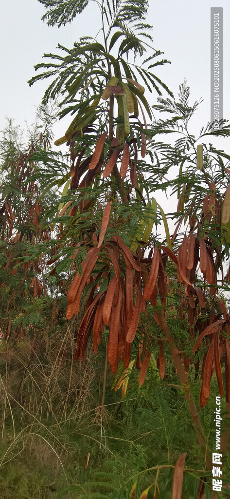 田野中挂满果实的银合欢植物