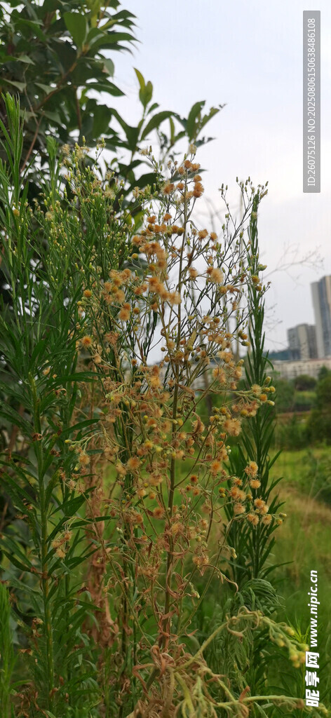 郊外绿植与远处城市景观