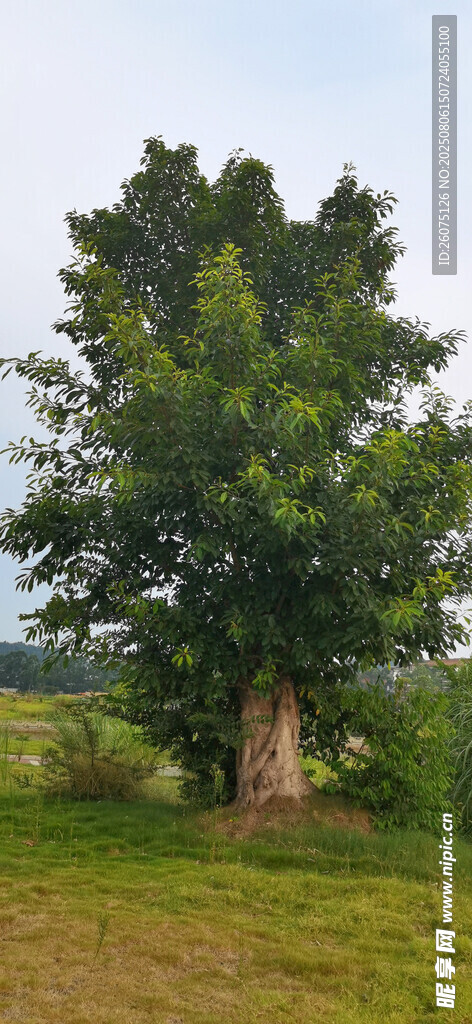 田野中的葱郁大树