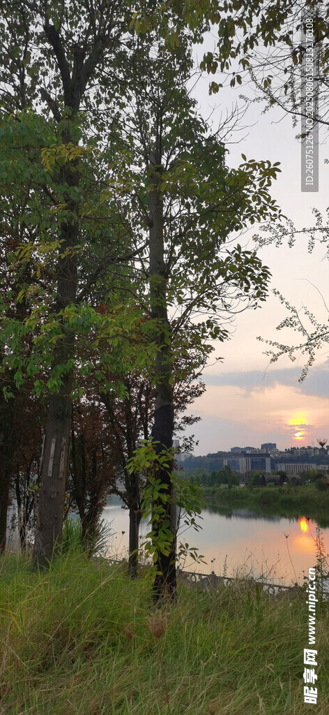 湖畔树林黄昏美景