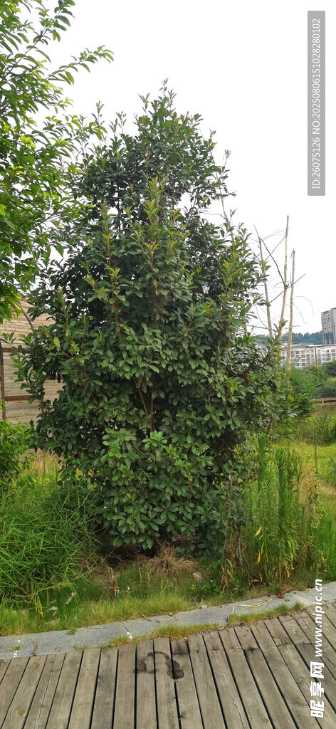 户外木栈道旁的绿植景观