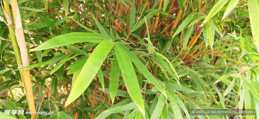 翠绿间的红芽竹叶