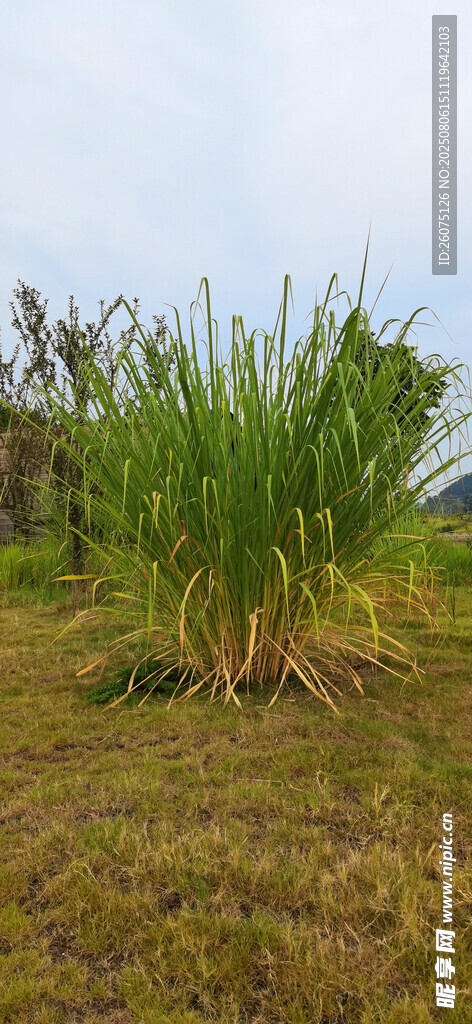 野外茂盛的绿色植物景观