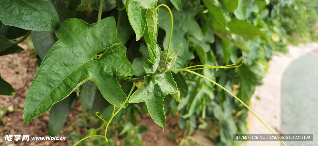 绿叶植物丝瓜尖近景