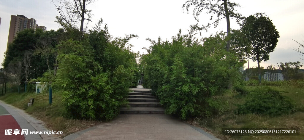 绿树成荫的静谧小路