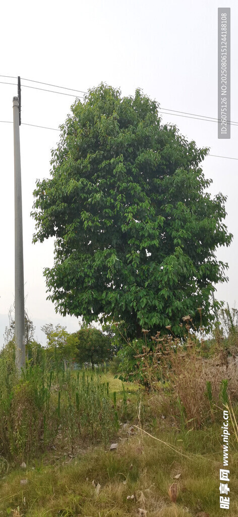 草地上的茂盛绿树