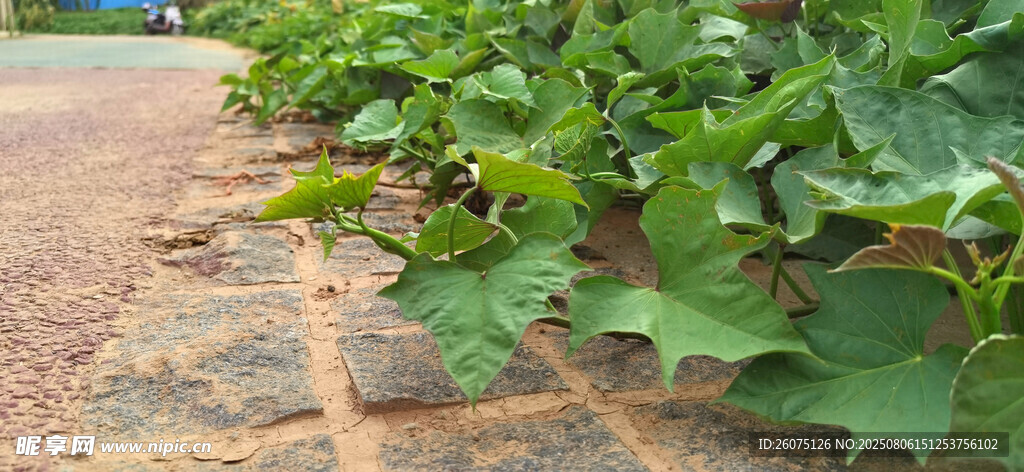 田间红苕植株绿意盎然