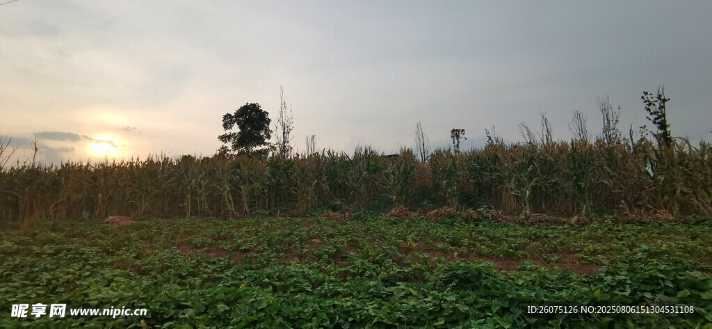 日落田野孤树美景