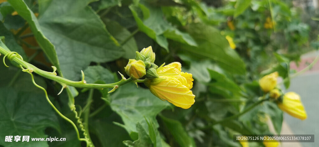 藤蔓上的黄色小花