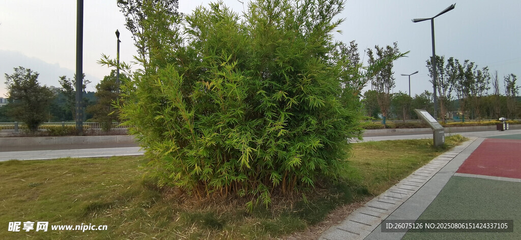 公园竹林绿植景观