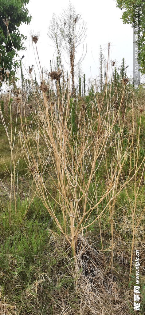 野外干枯植物景观