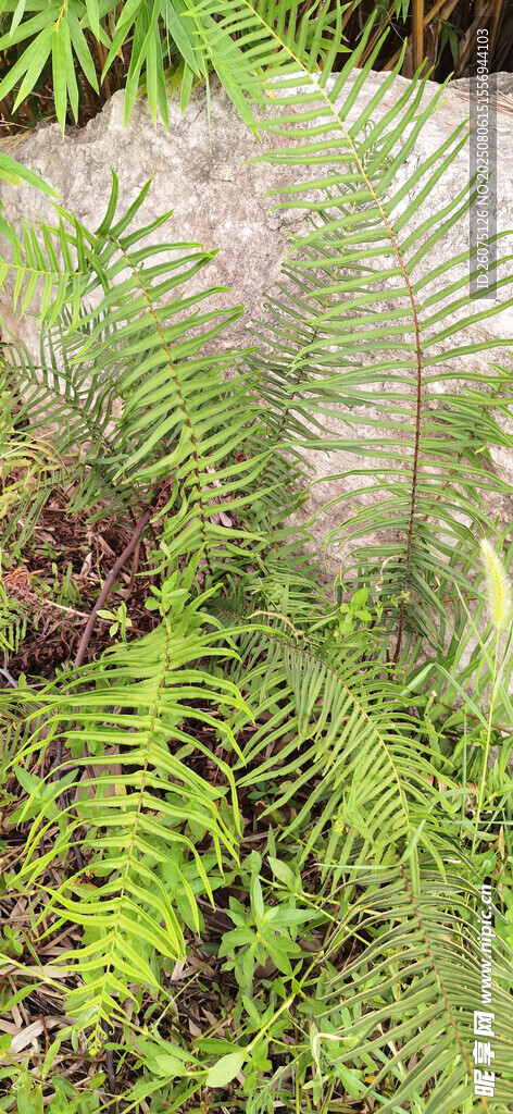 翠绿蕨类植物生机盎然