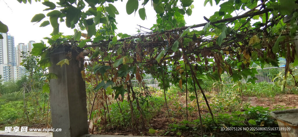 户外绿植菜架与老旧石柱