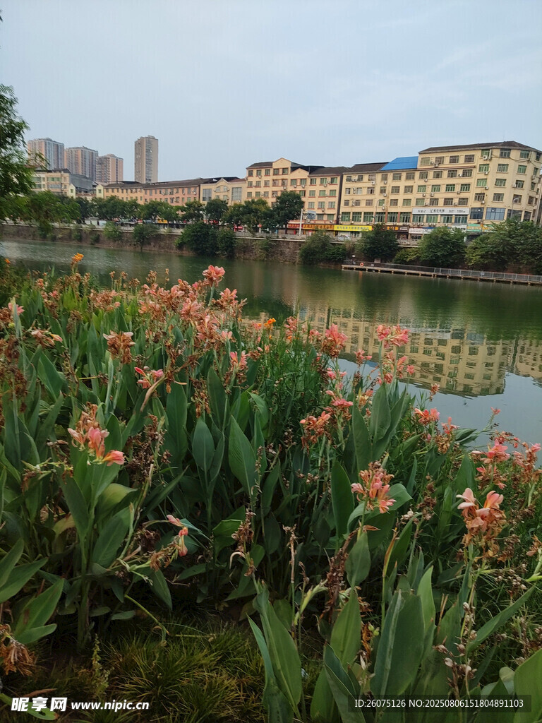 湖畔花卉与远处建筑景观