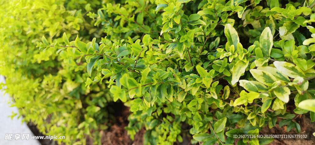 翠绿茂盛的地面绿植景观